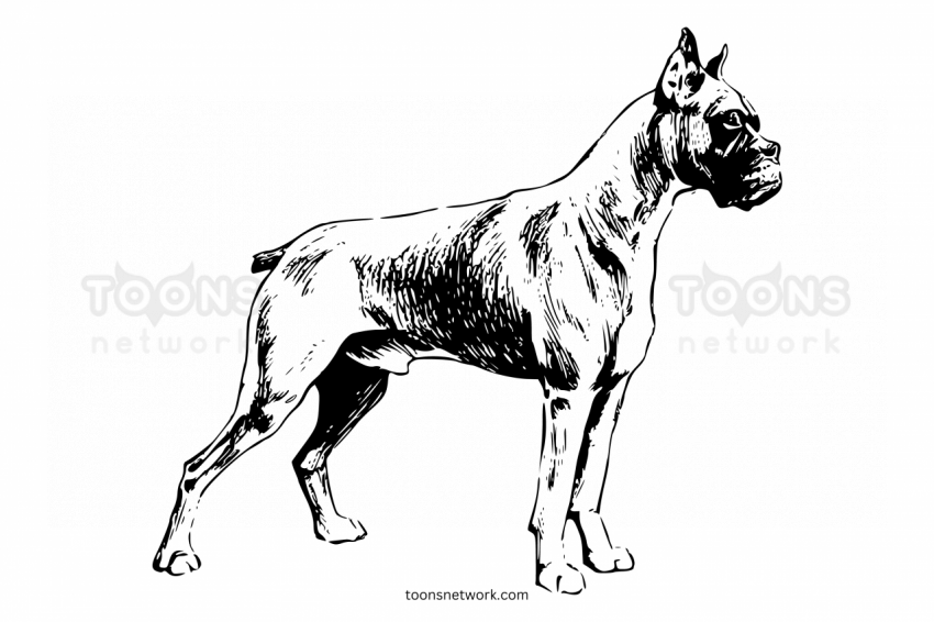 Pencil line Drawing of a Boxer Dog, Dog Drawing Ideas #8