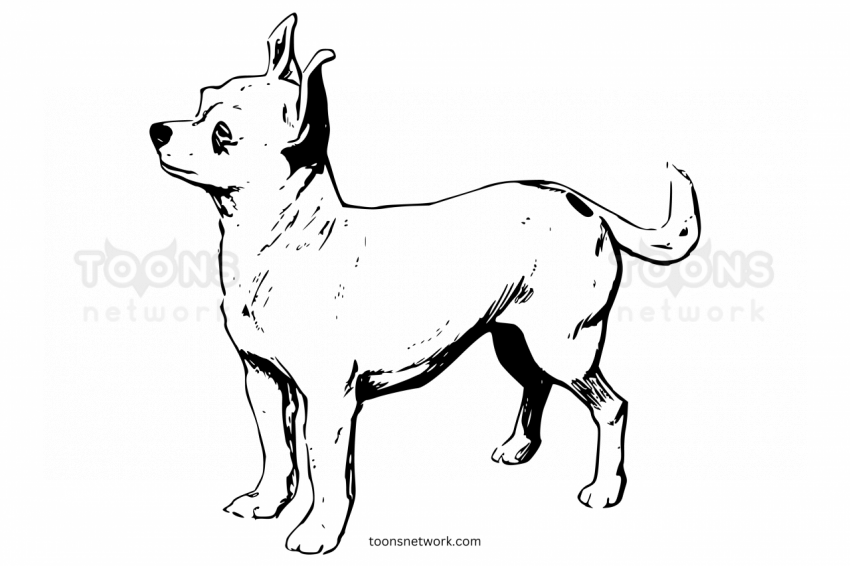 Pencil line Drawing of a Chihuahua Dog, Dog Drawing Ideas #13