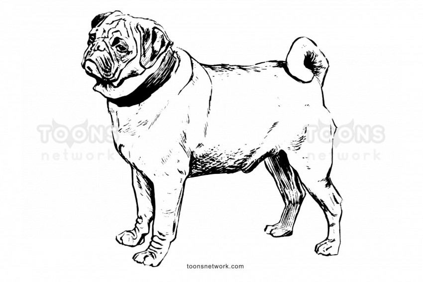 Clip Art style Pencil line Drawing of a Pug Dog, Dog Drawing Ideas #5