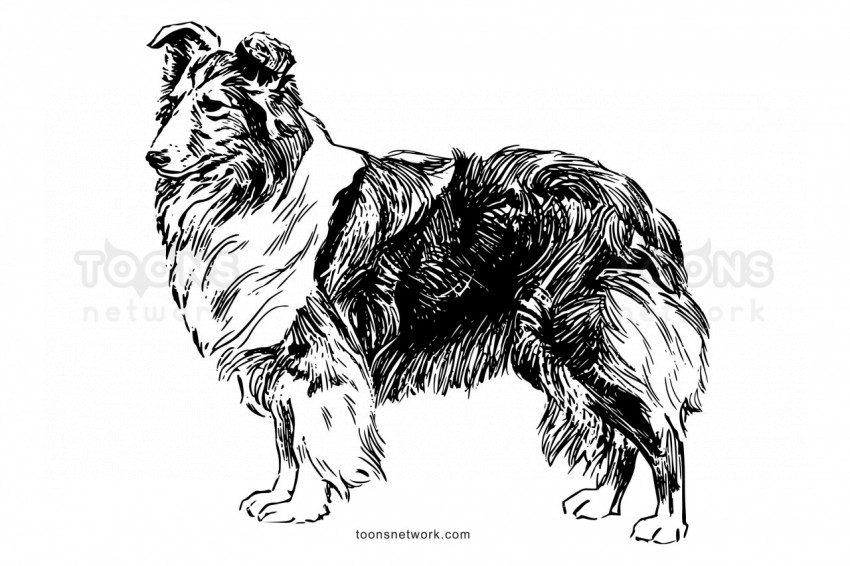 Line Drawing of a Rough Collie Dog, Dog Drawing Ideas #32