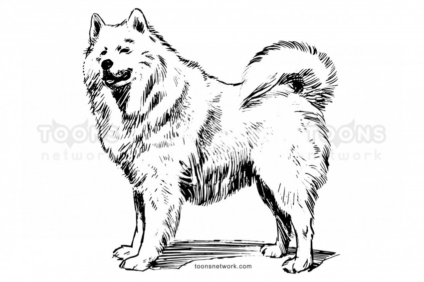 Line Drawing of a Samoyed Dog, Dog Drawing Ideas #34