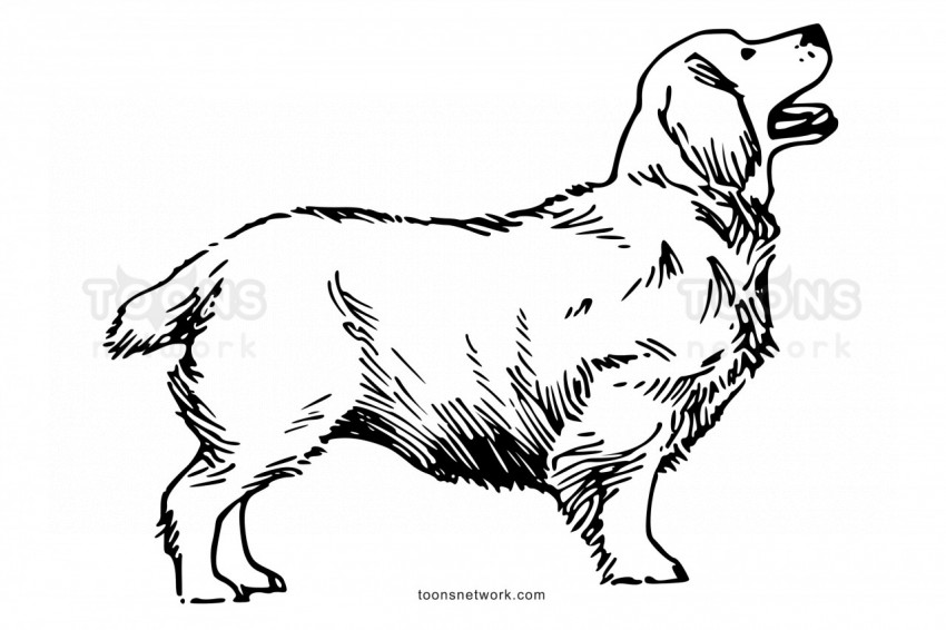 Line Drawing of a Clumber Spaniel Dog, Dog Drawing Ideas #35