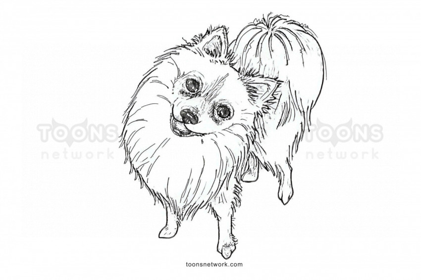 Line Drawing of a Pomeranian Dog, Dog Drawing Ideas #46