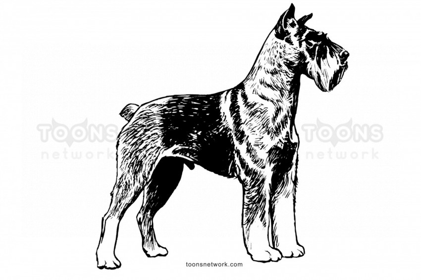 Line Drawing of a Schnauzer Dog, Dog Drawing Ideas #48