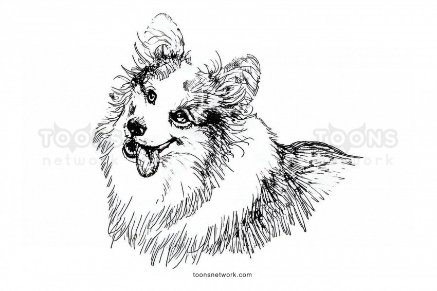 Pencil Line Drawing of a Pomeranian Spitz Dog, Dog Drawing Ideas #50