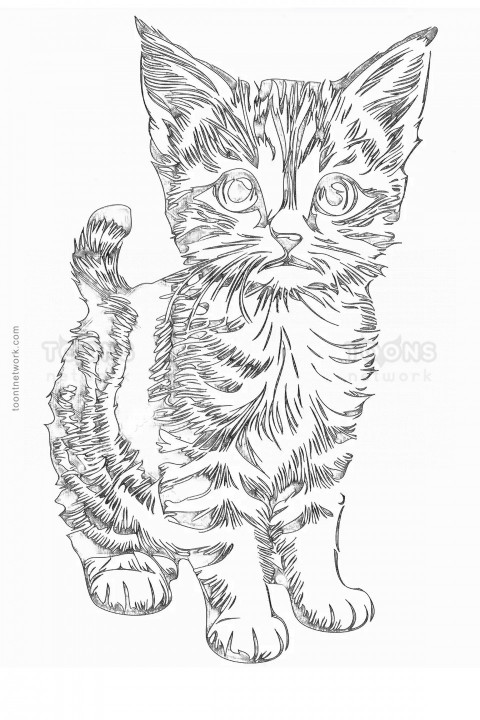 Cute Kitten Sketch, Cat Drawing #4