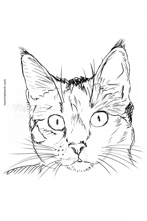 Pencil Drawing of a Realistic Cat Face, Cat Drawing Ideas #22