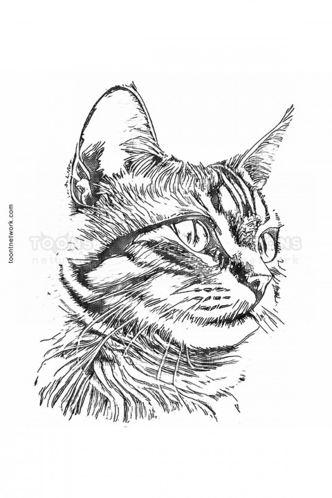 Pencil Drawing of a Realistic Cat Face, Close-up, Cat Drawing Ideas #29