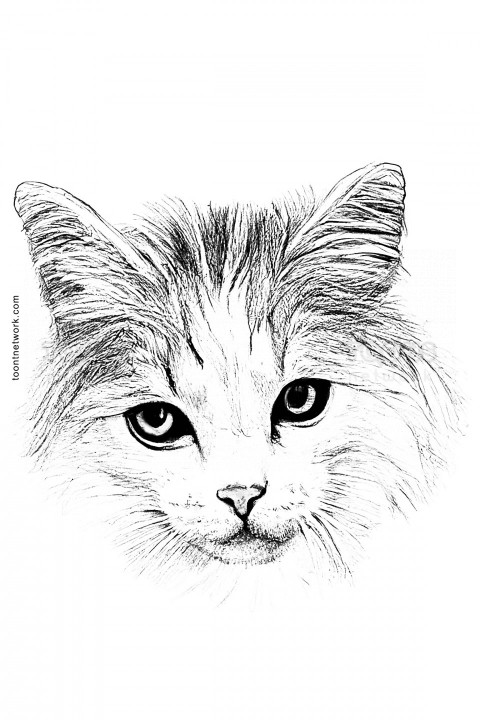 Pencil Drawing of a Realistic Cat Front Face, Cat Drawing Ideas #30