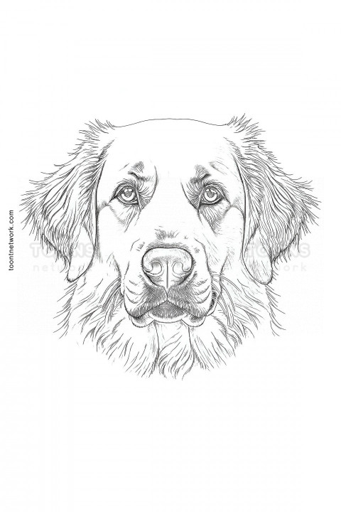 Detailed Pencil Line Drawing of a Dog Face, Dog Drawing Ideas #17