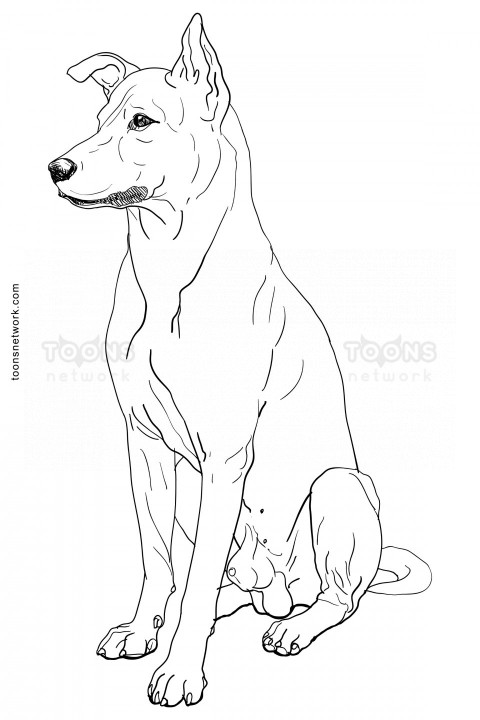 Realistic Pencil Line Drawing of a Sitting Street Dog, Dog Drawing Ideas #26