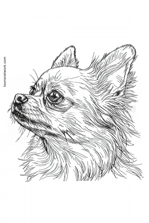 Line Drawing of a Chihuahua Dog Face, Dog Drawing Ideas #38